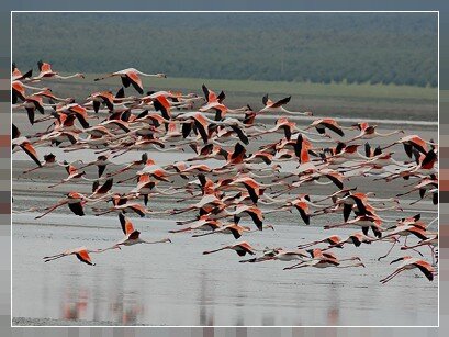 visita Fuente Piedra en taxi con taxienmalaga.com, tambien desde taxi en aeropuerto de Málaga